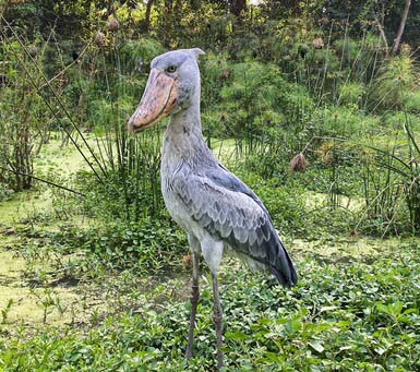 Shoebill on a Luxury Uganda Safari